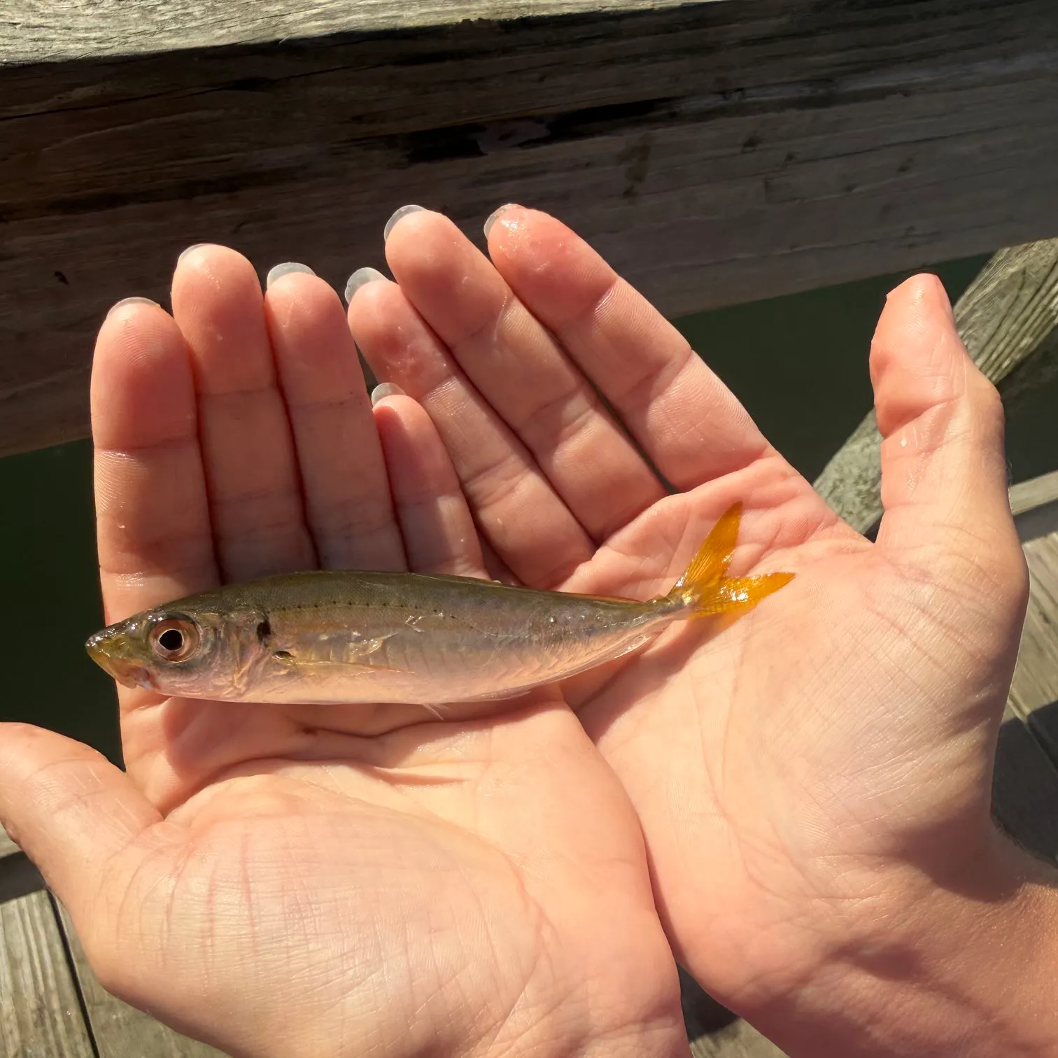 The most recent Round Scad catches on Fishbrain
