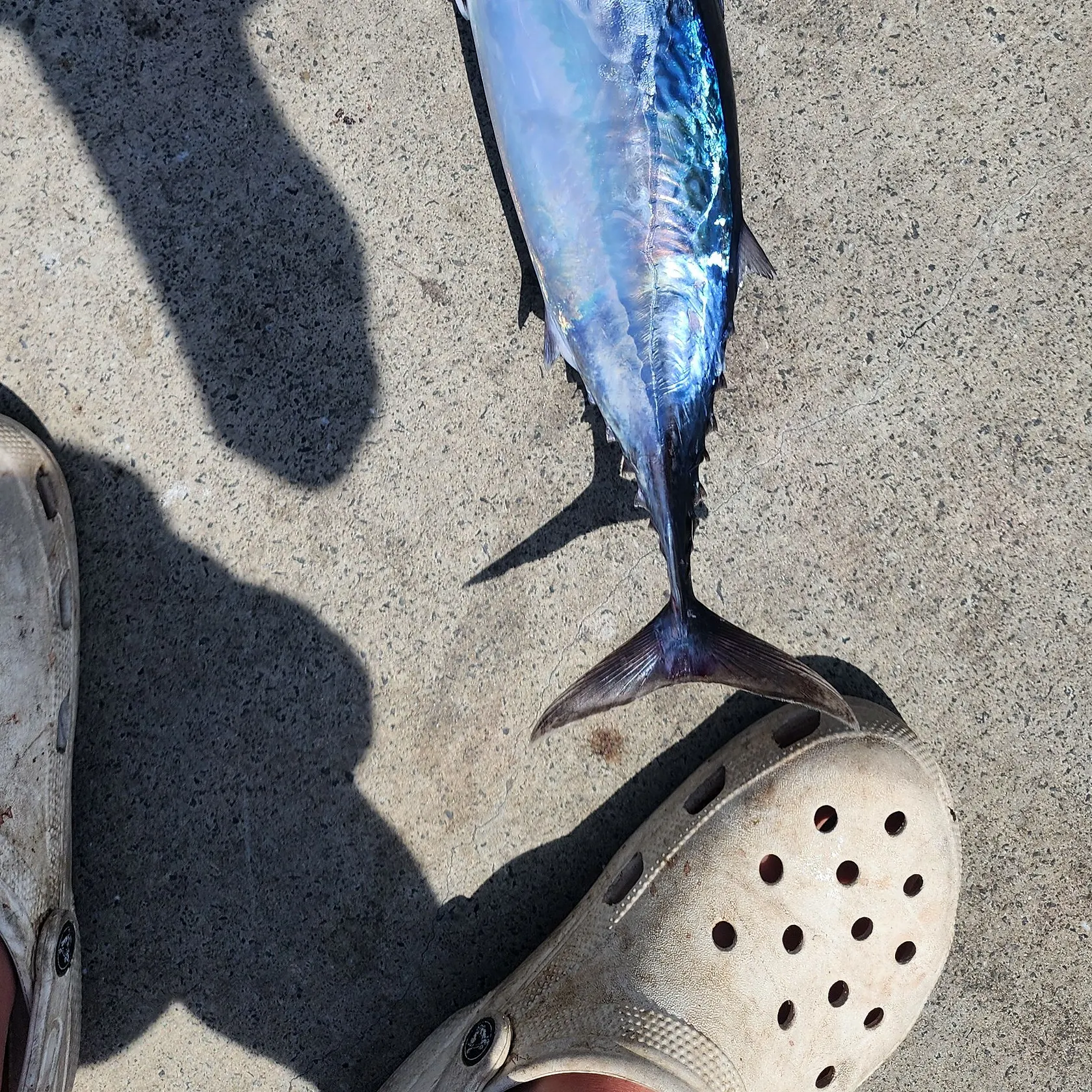 The most recent Frigate tuna catches on Fishbrain