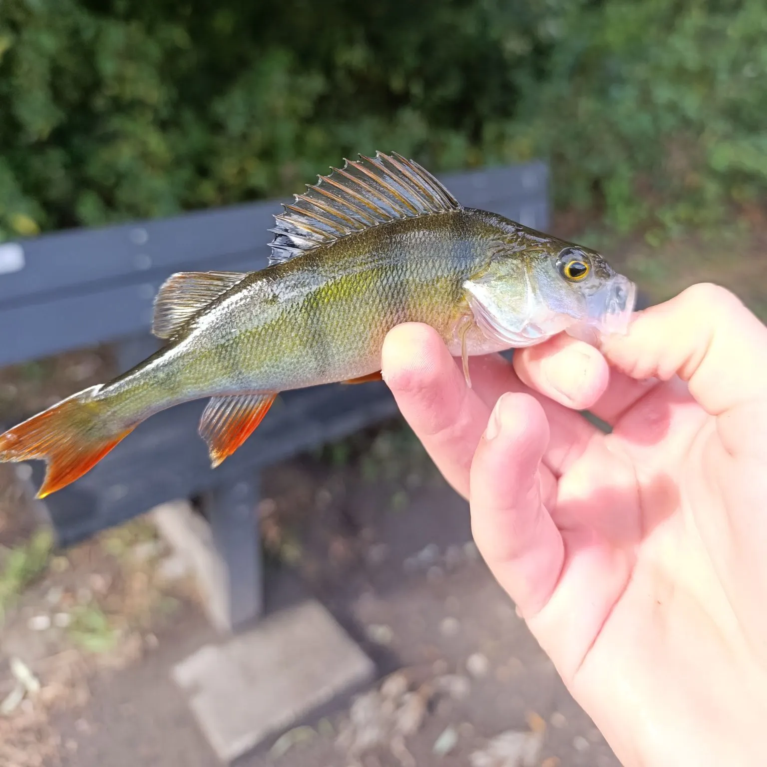 European perch caught on Fishbrain