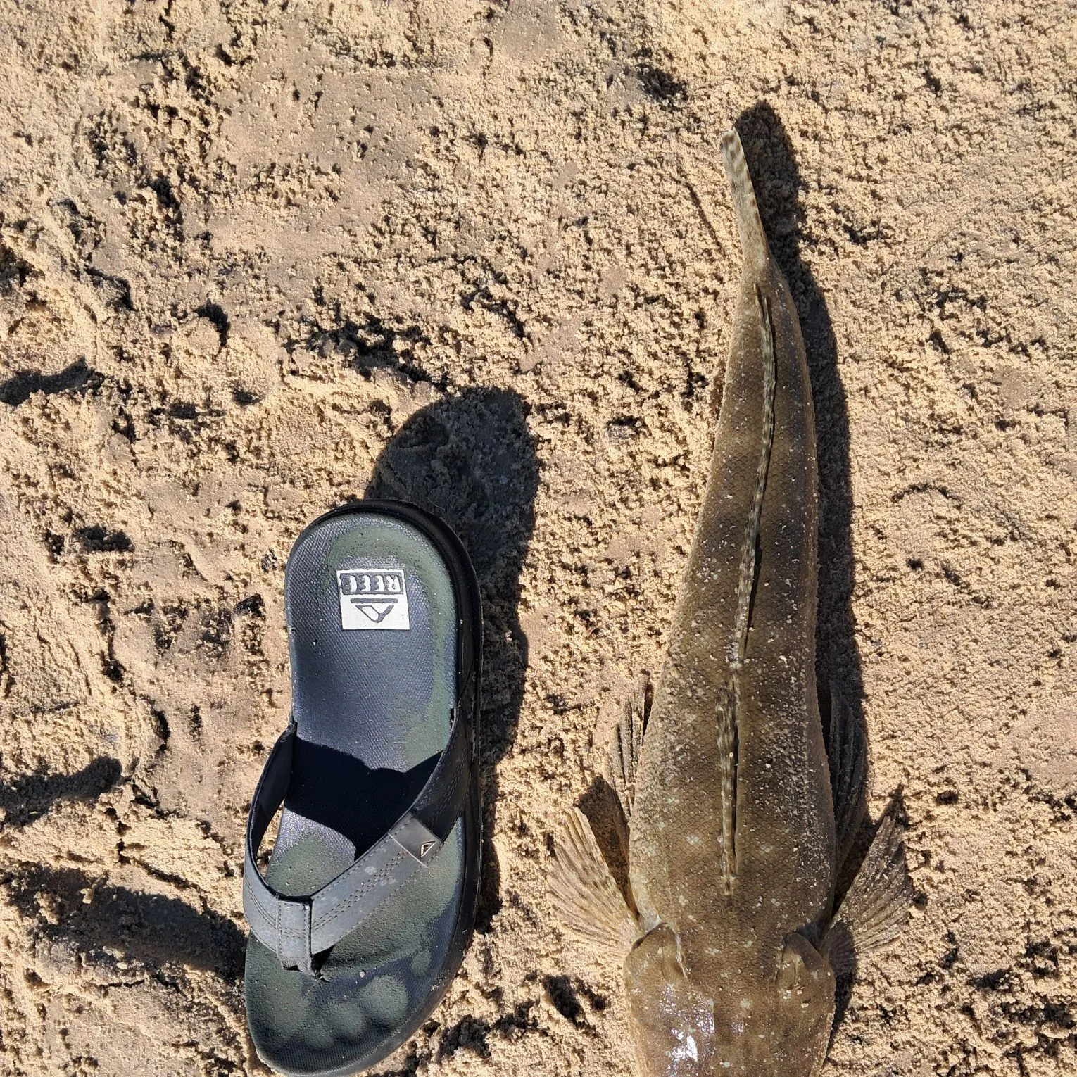 The most recent Dusky flathead catches on Fishbrain