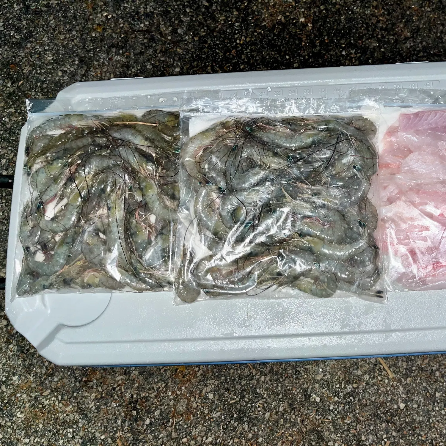 Spotted seatrout caught on Fishbrain