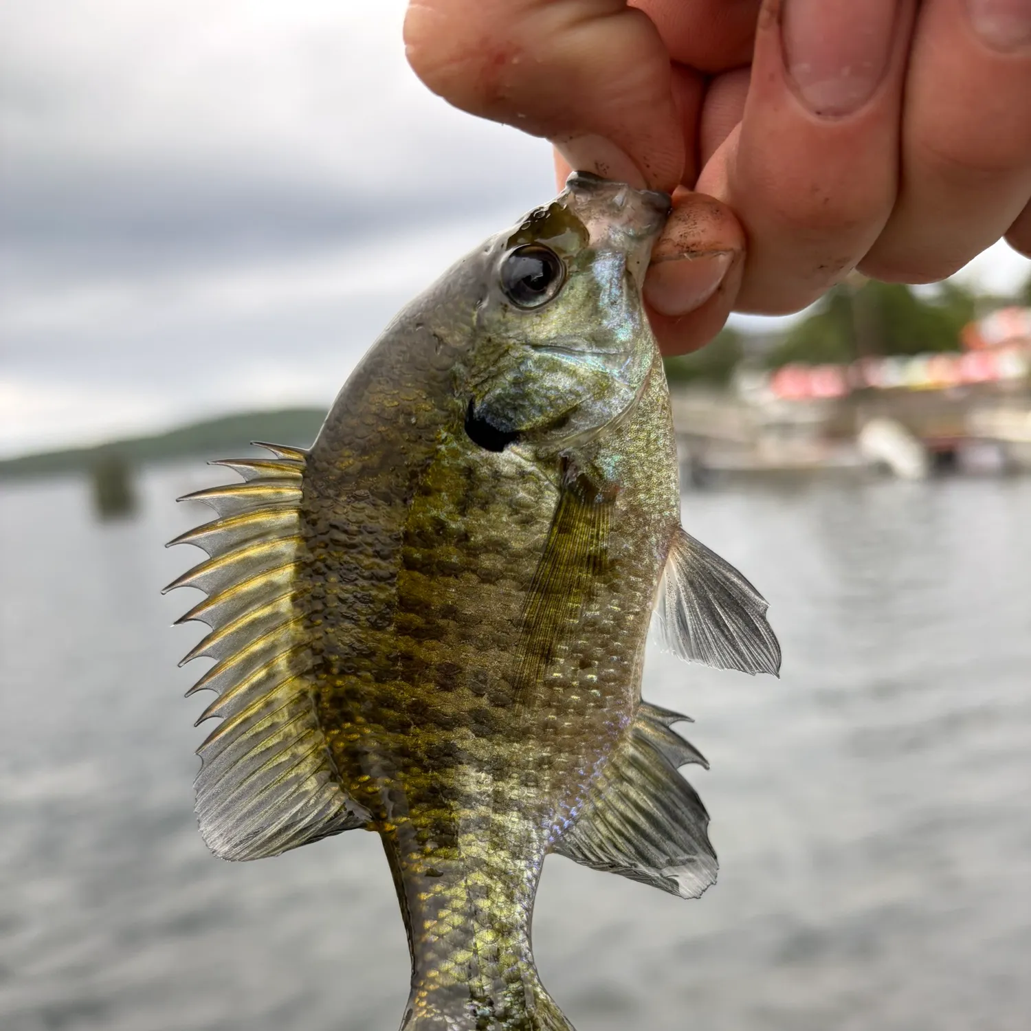 Bluegill caught on Fishbrain