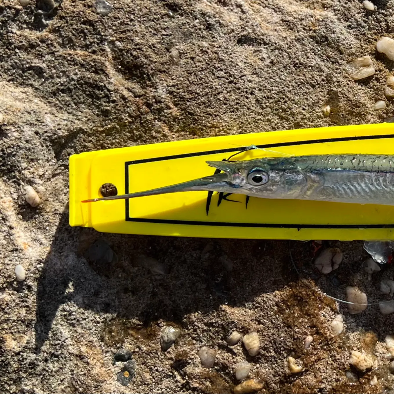 The most recent Eastern sea garfish catches on Fishbrain