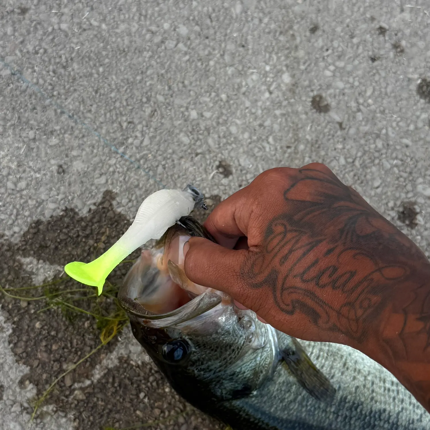 Largemouth bass caught on Fishbrain
