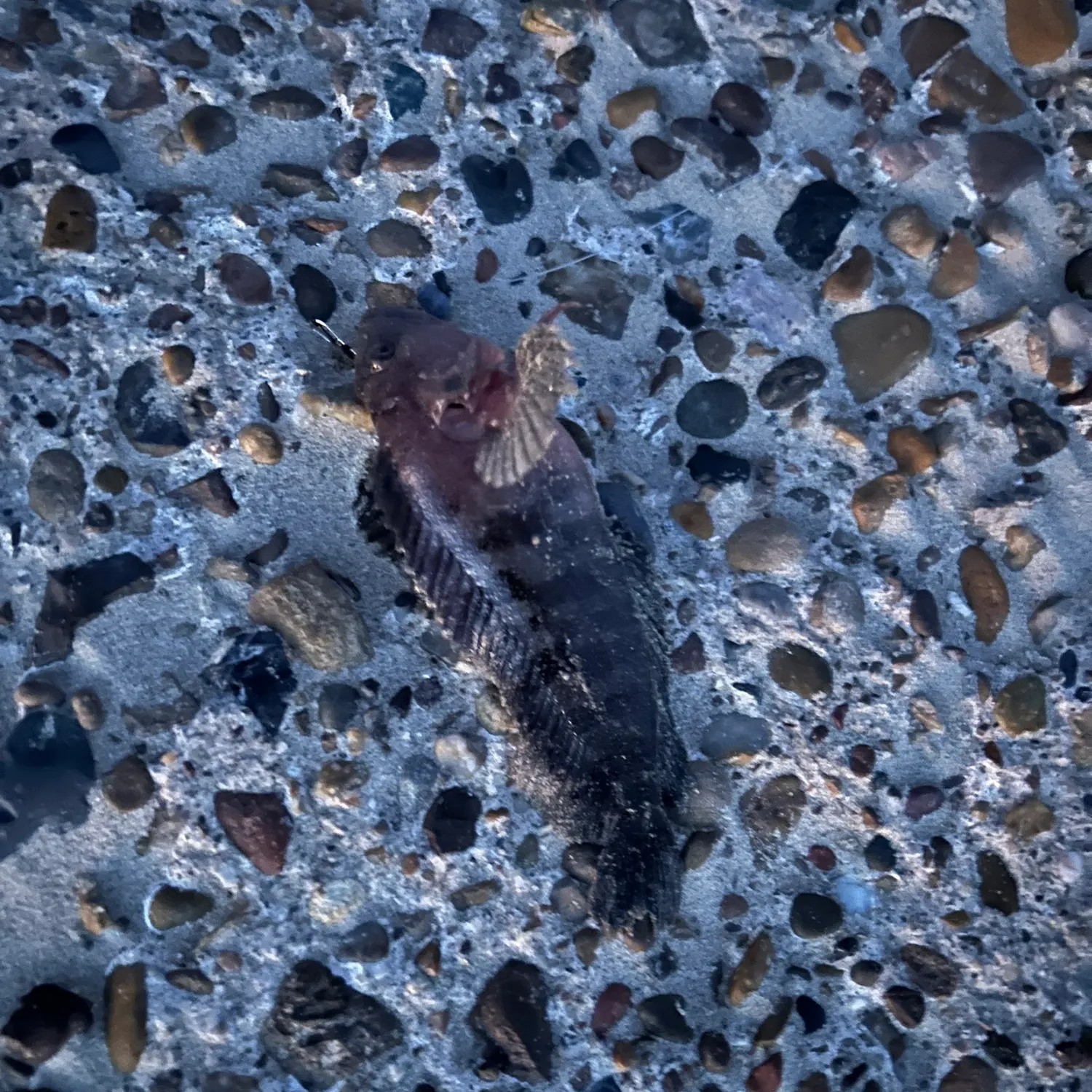 The most recent Hairy blenny catches on Fishbrain