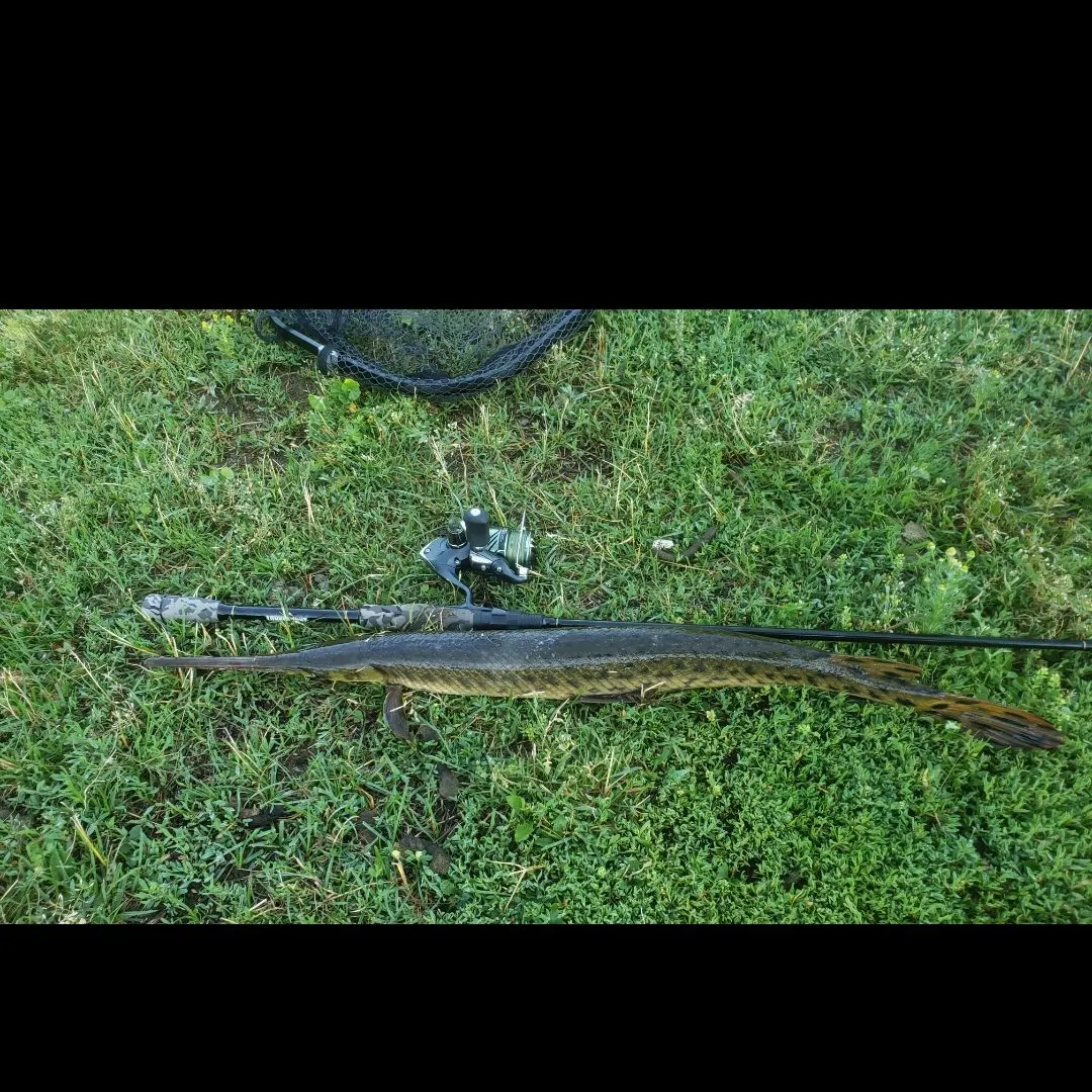 The most recent Longnose gar catches on Fishbrain