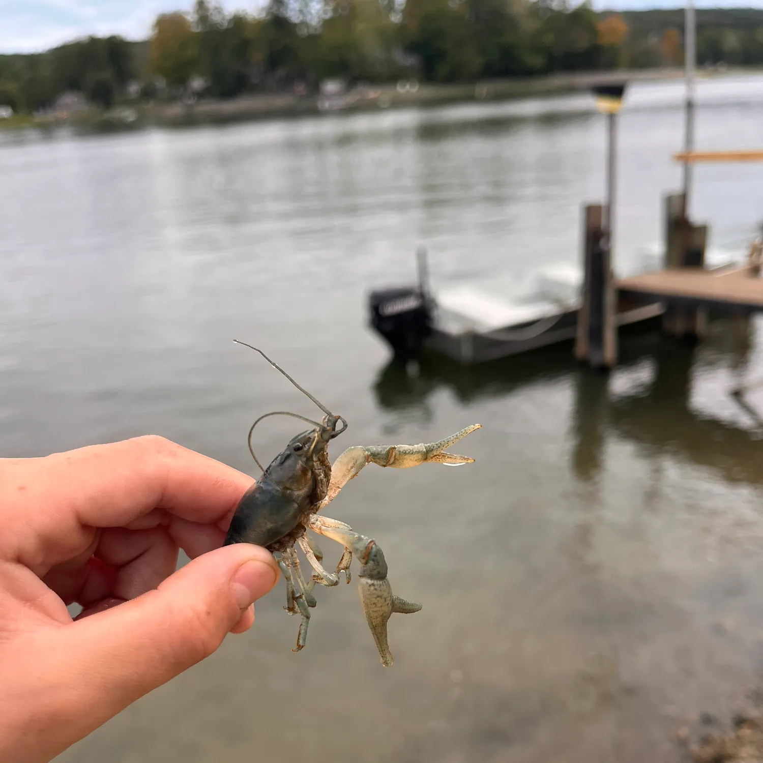 The most recent Virile crayfish catches on Fishbrain