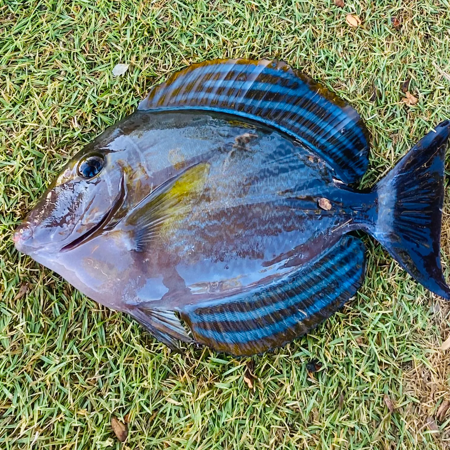 The most recent Eyestripe surgeonfish catches on Fishbrain
