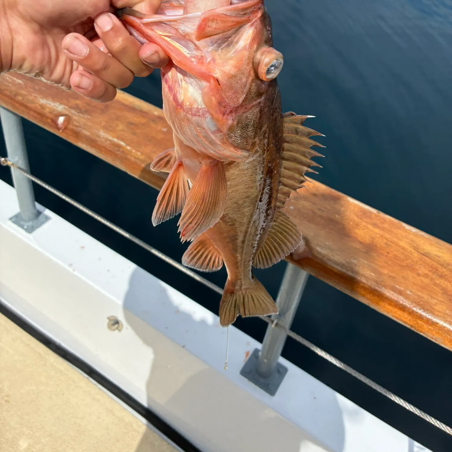 The most recent Bocaccio rockfish catches on Fishbrain