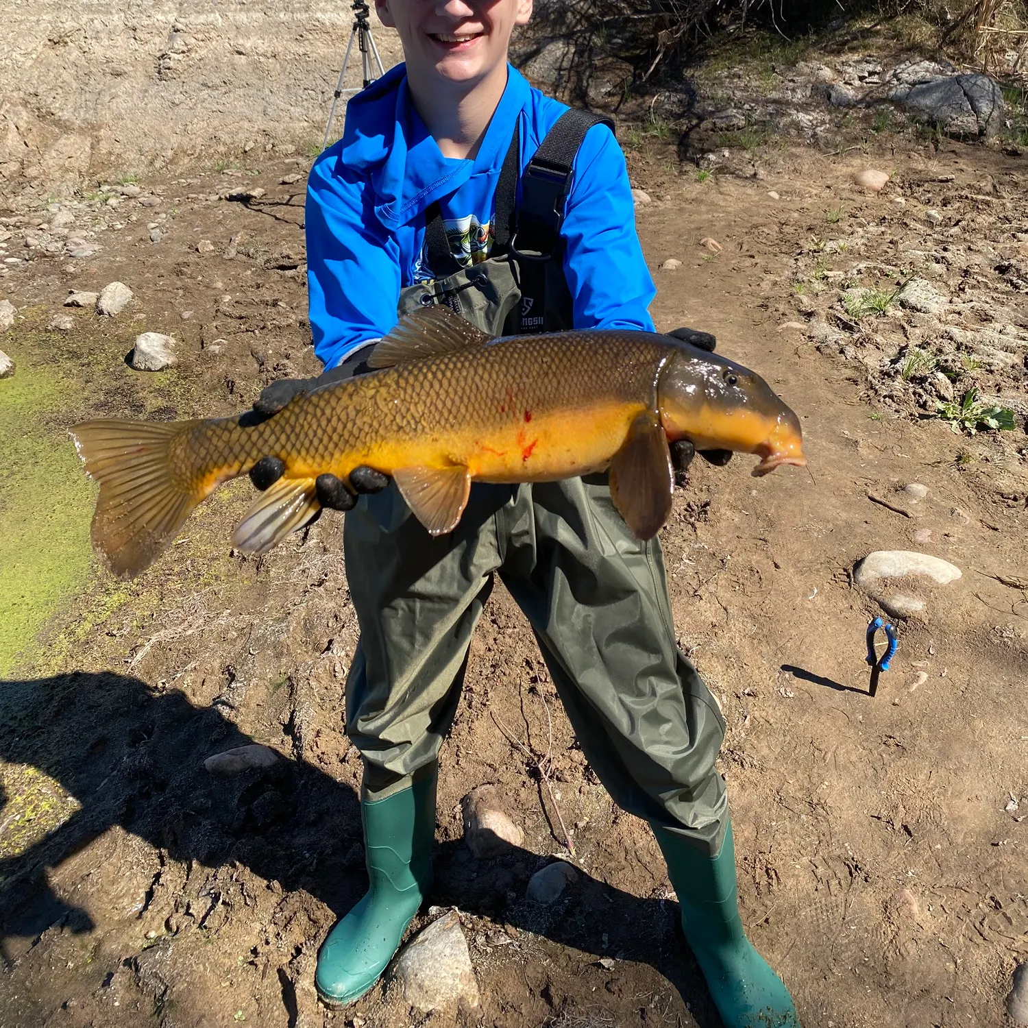 The most recent Sonora sucker catches on Fishbrain