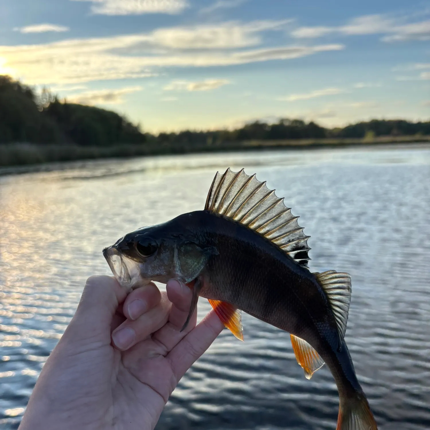 European perch caught on Fishbrain