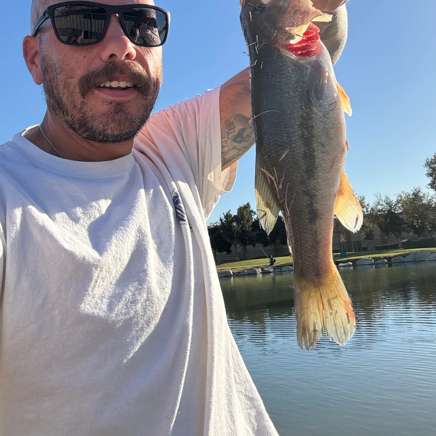 Largemouth bass caught on Fishbrain