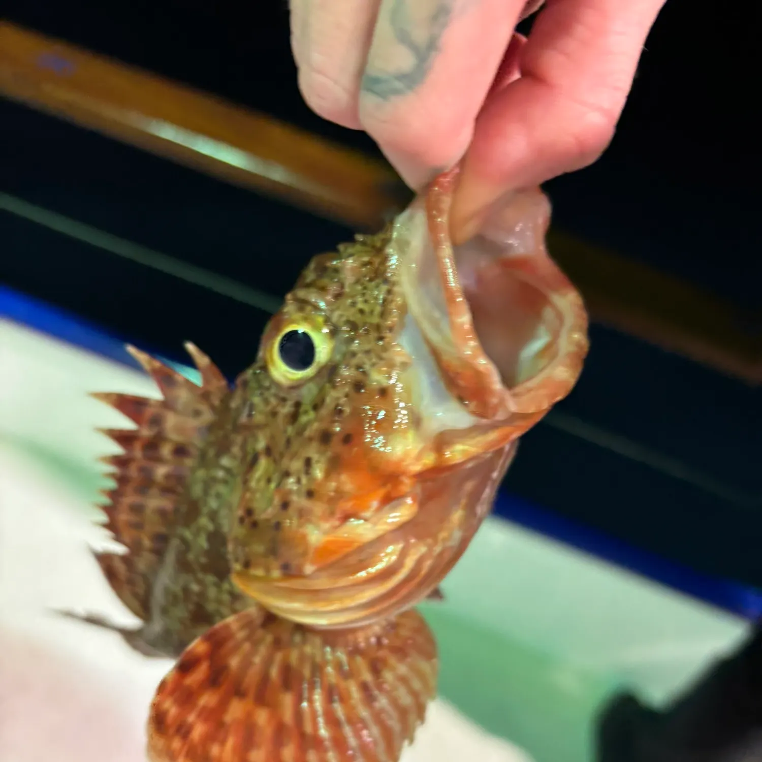 The most recent California scorpionfish catches on Fishbrain