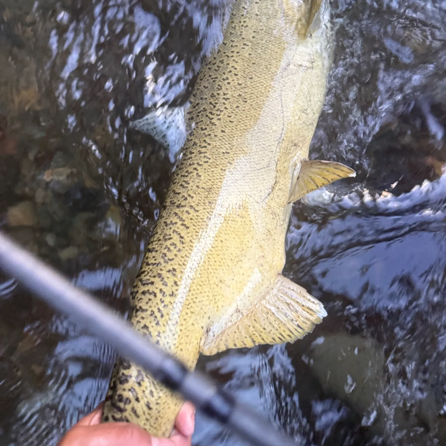 Chinook salmon caught on Fishbrain