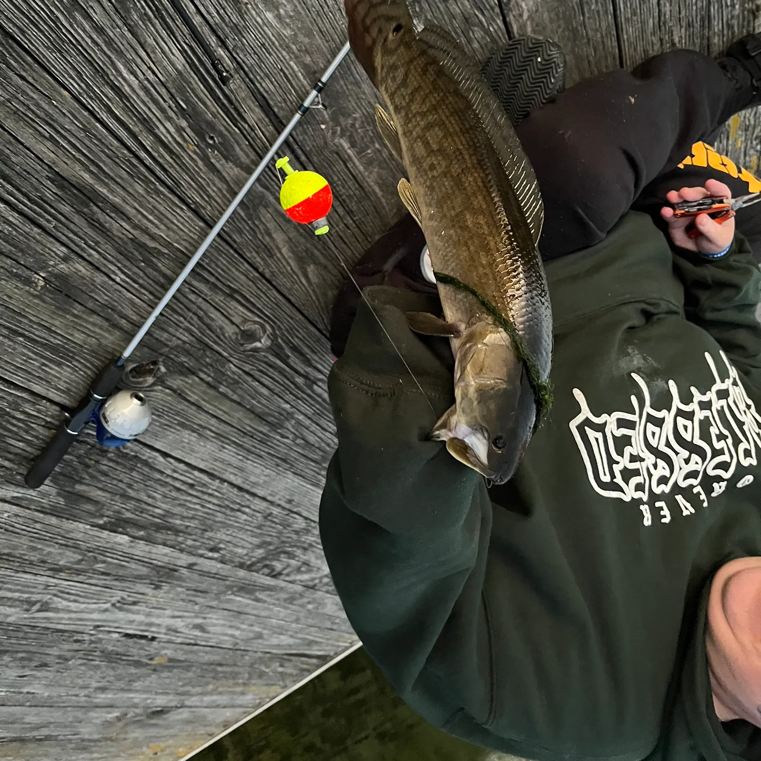 Eyetail bowfin caught on Fishbrain