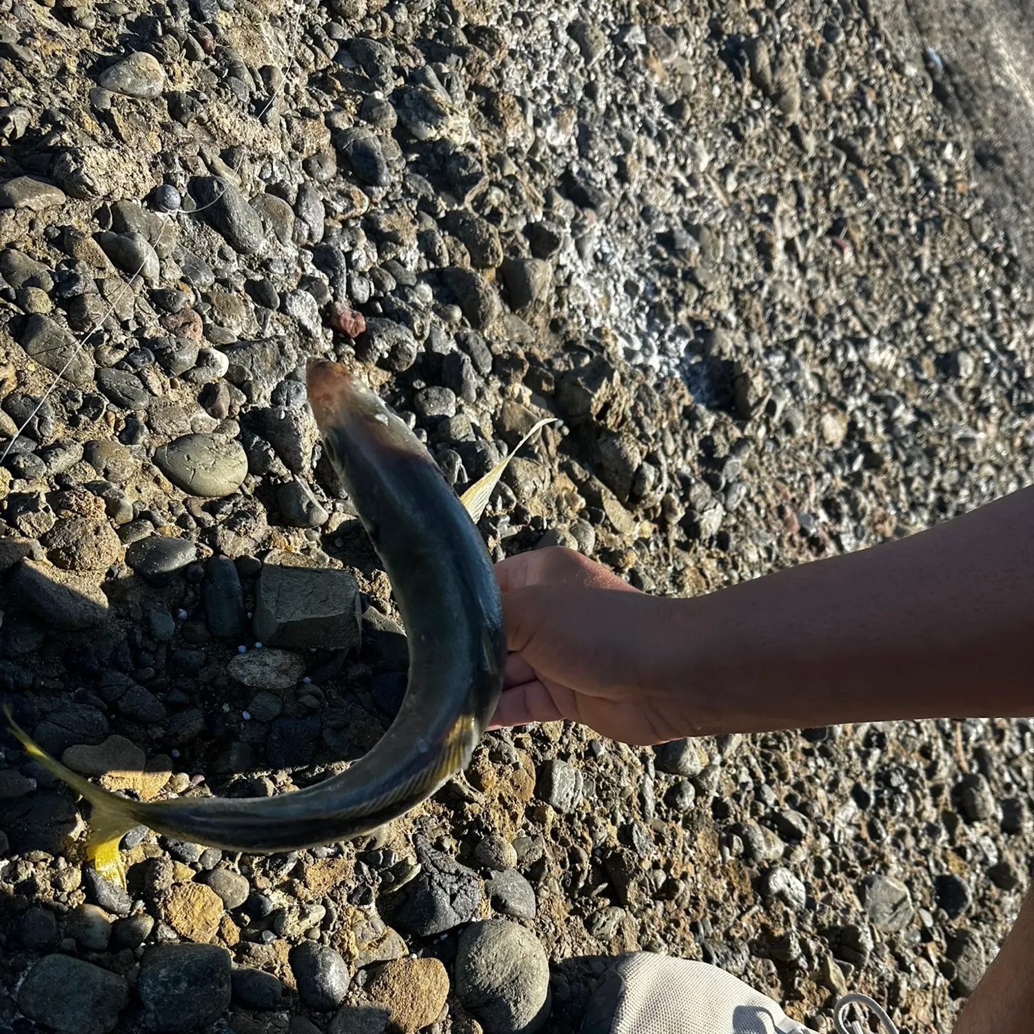 Yellowtail scad caught on Fishbrain