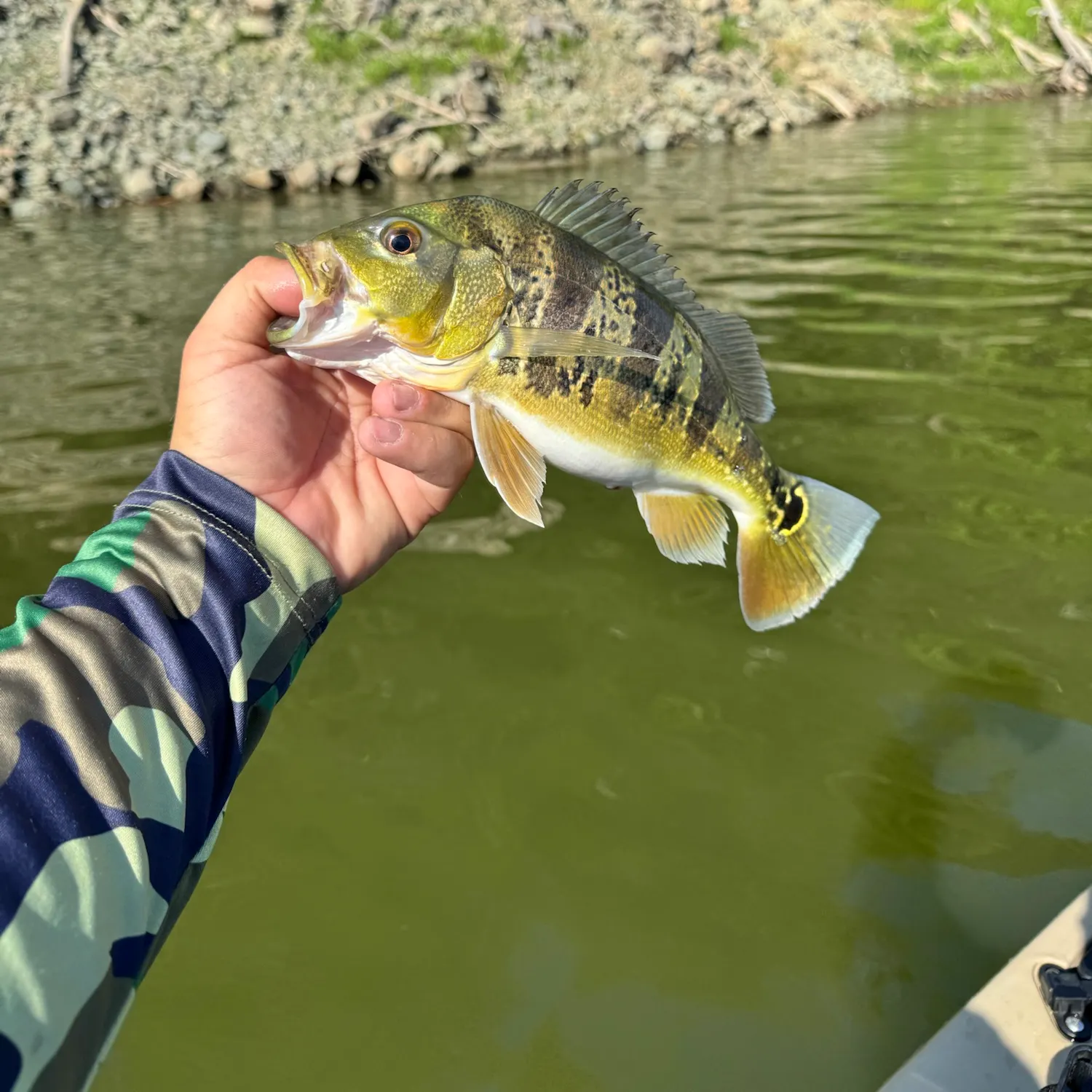 Butterfly peacock bass caught on Fishbrain