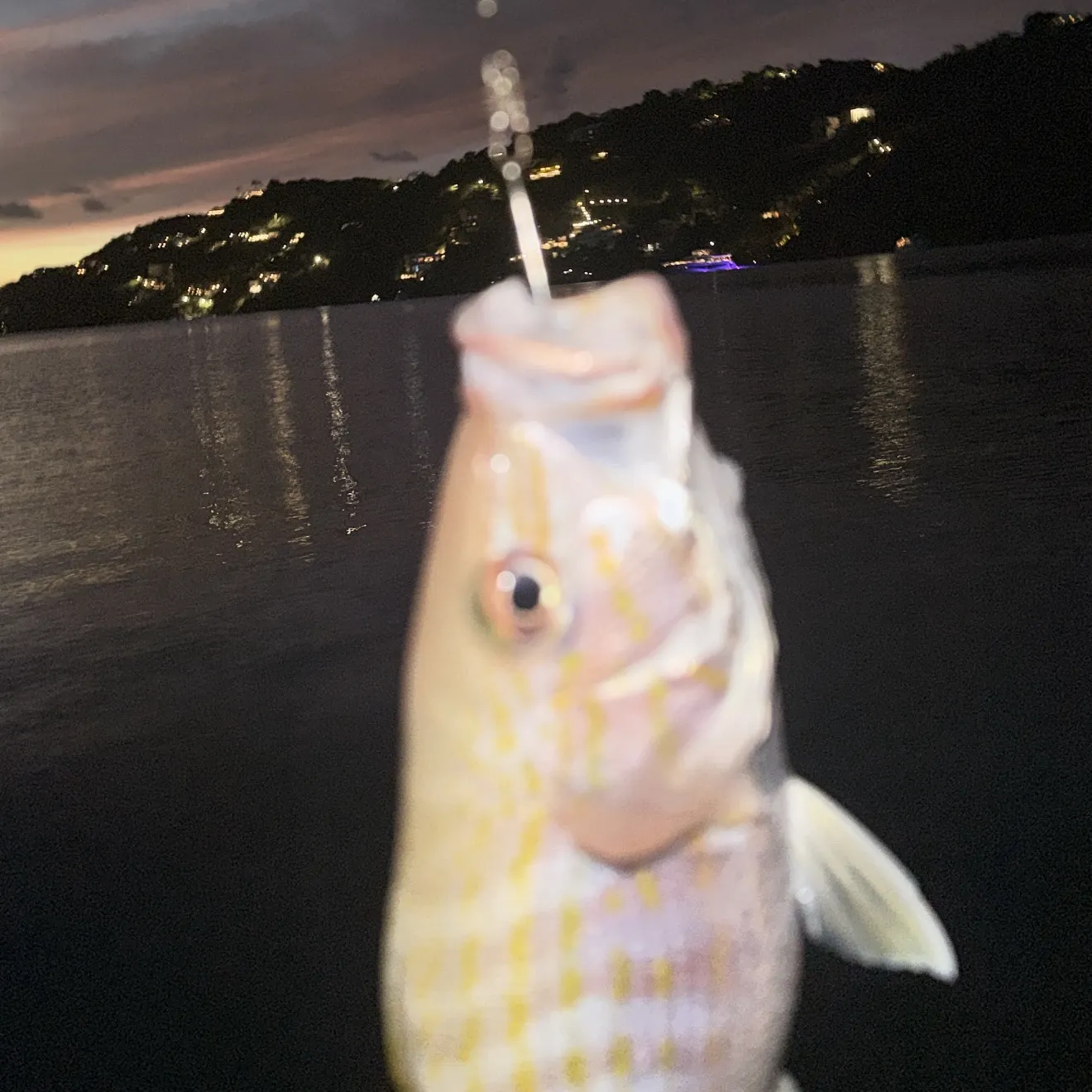 The most recent Dory snapper catches on Fishbrain