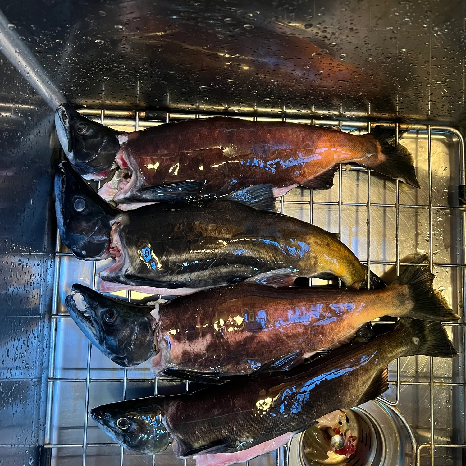 Kokanee salmon caught on Fishbrain