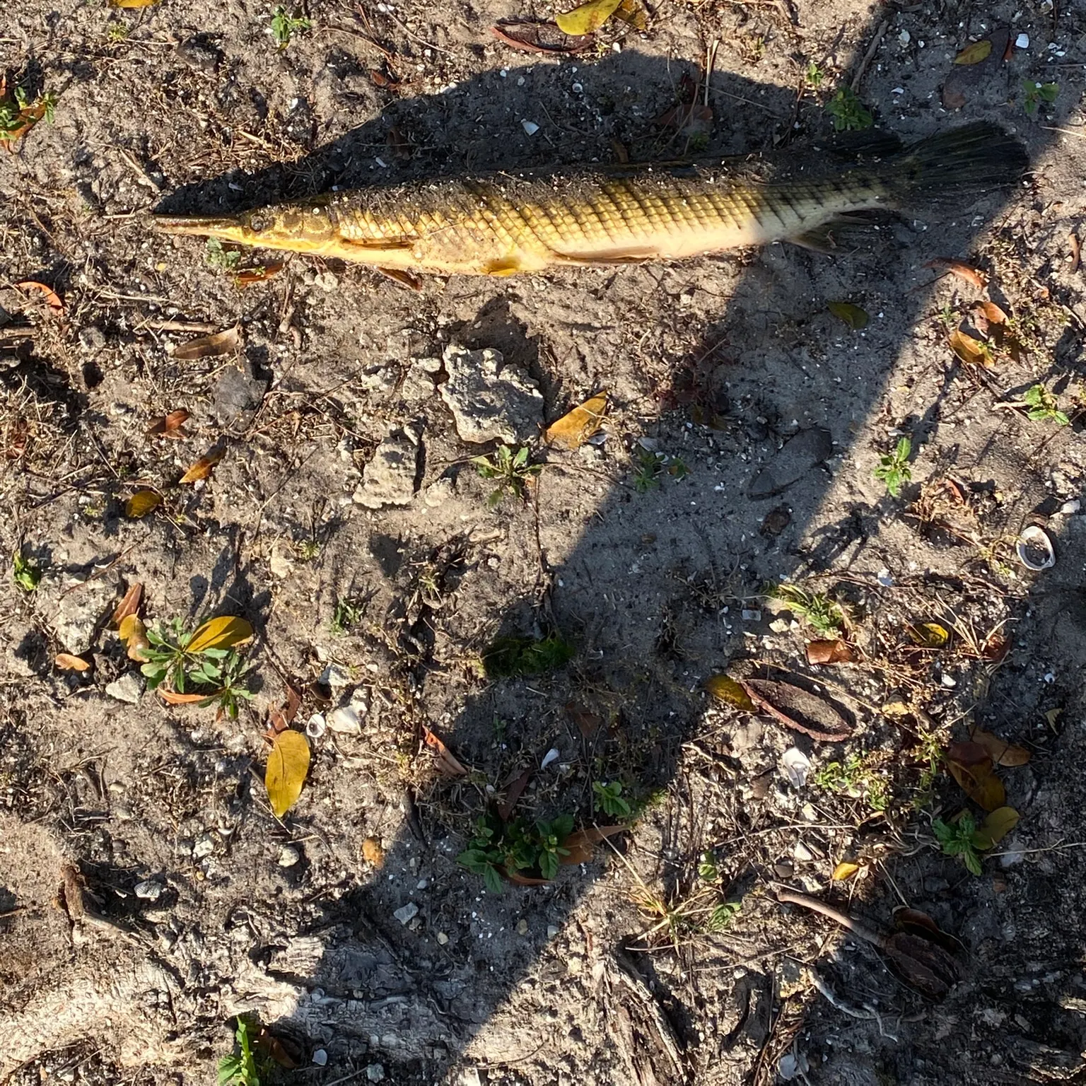 The most recent Florida gar catches on Fishbrain