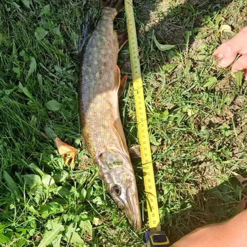 Northern pike caught on Fishbrain