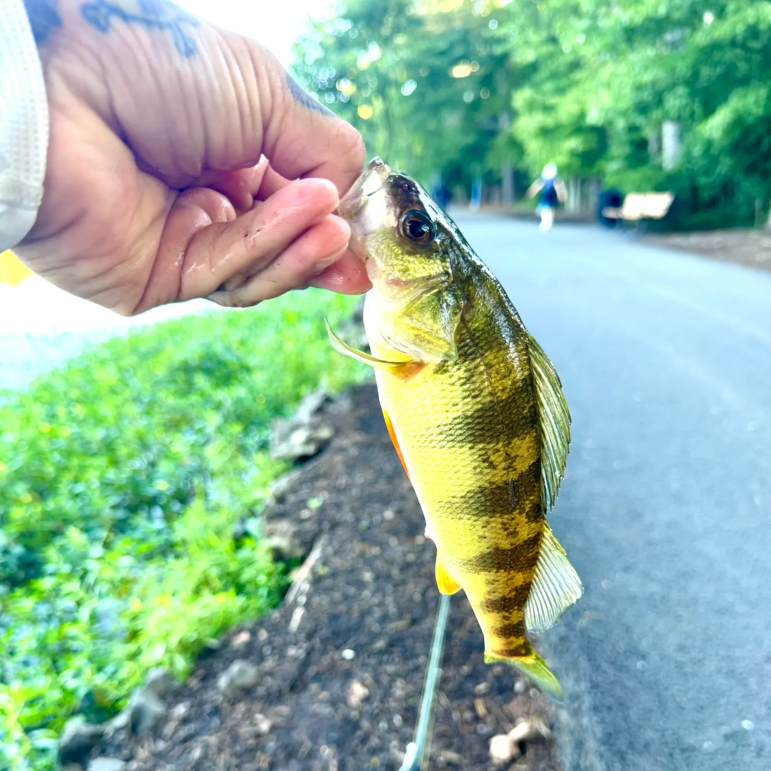 Yellow perch caught on Fishbrain