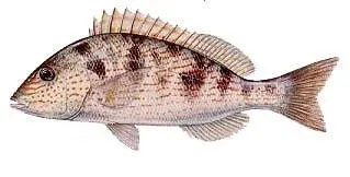 Baitfish