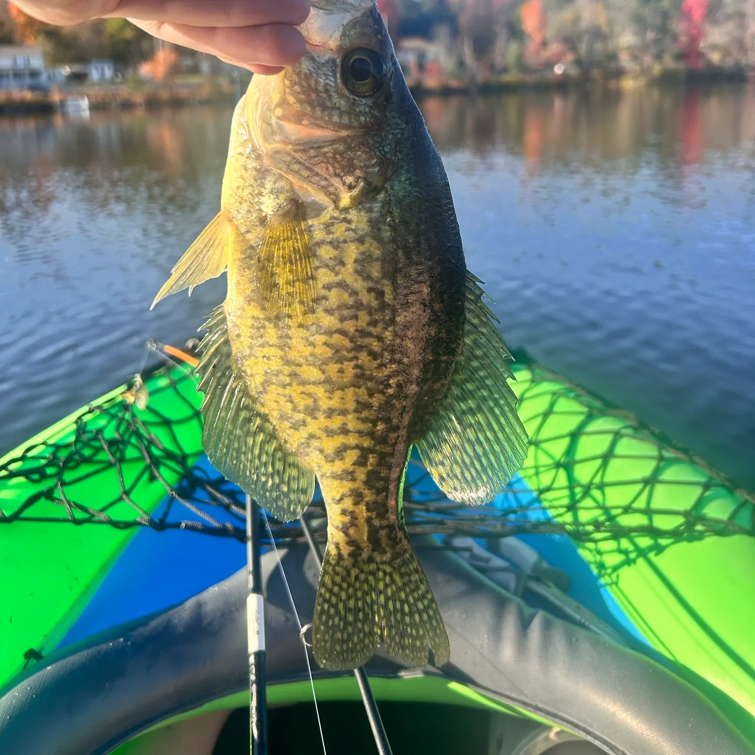 Black crappie caught on Fishbrain