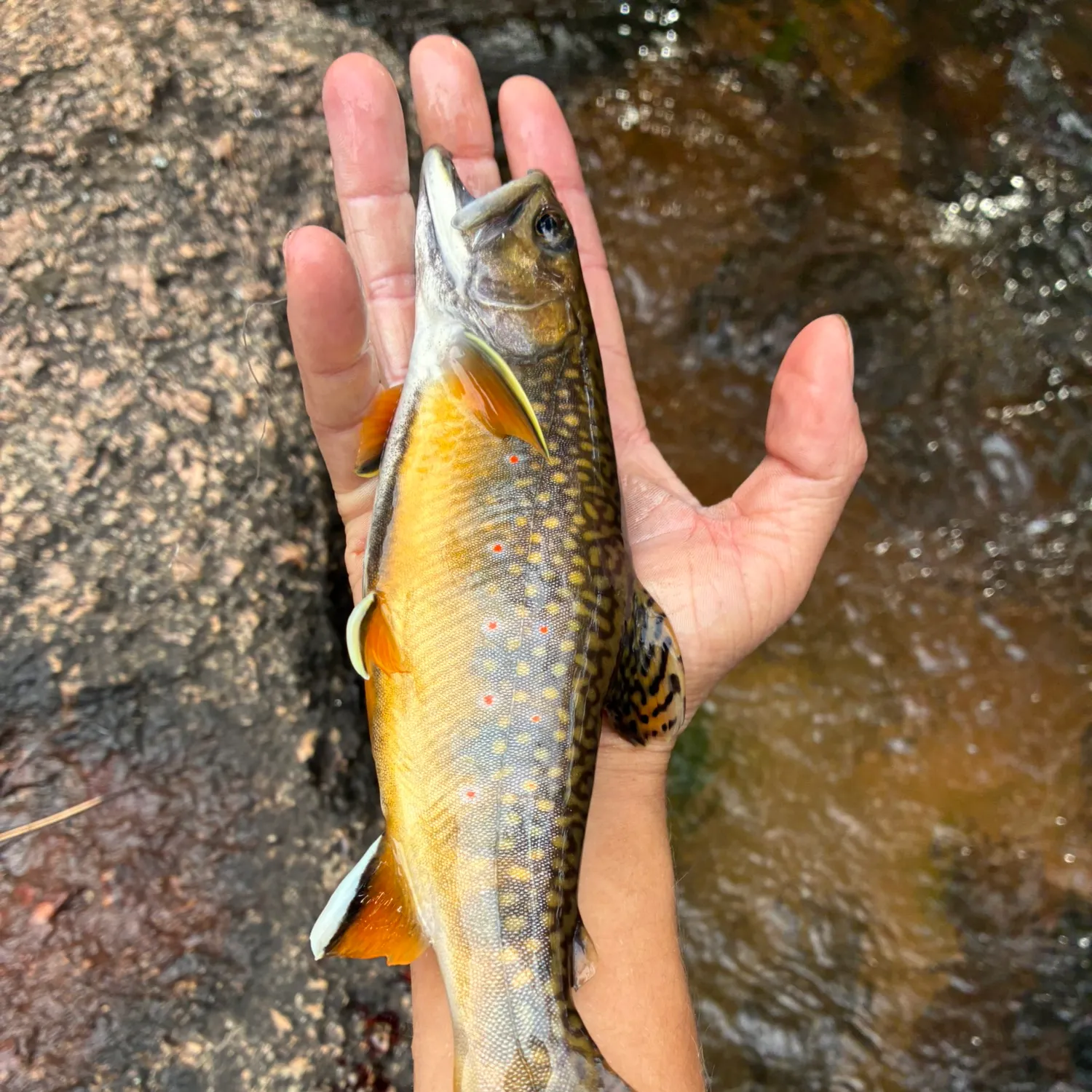 Brook trout caught on Fishbrain