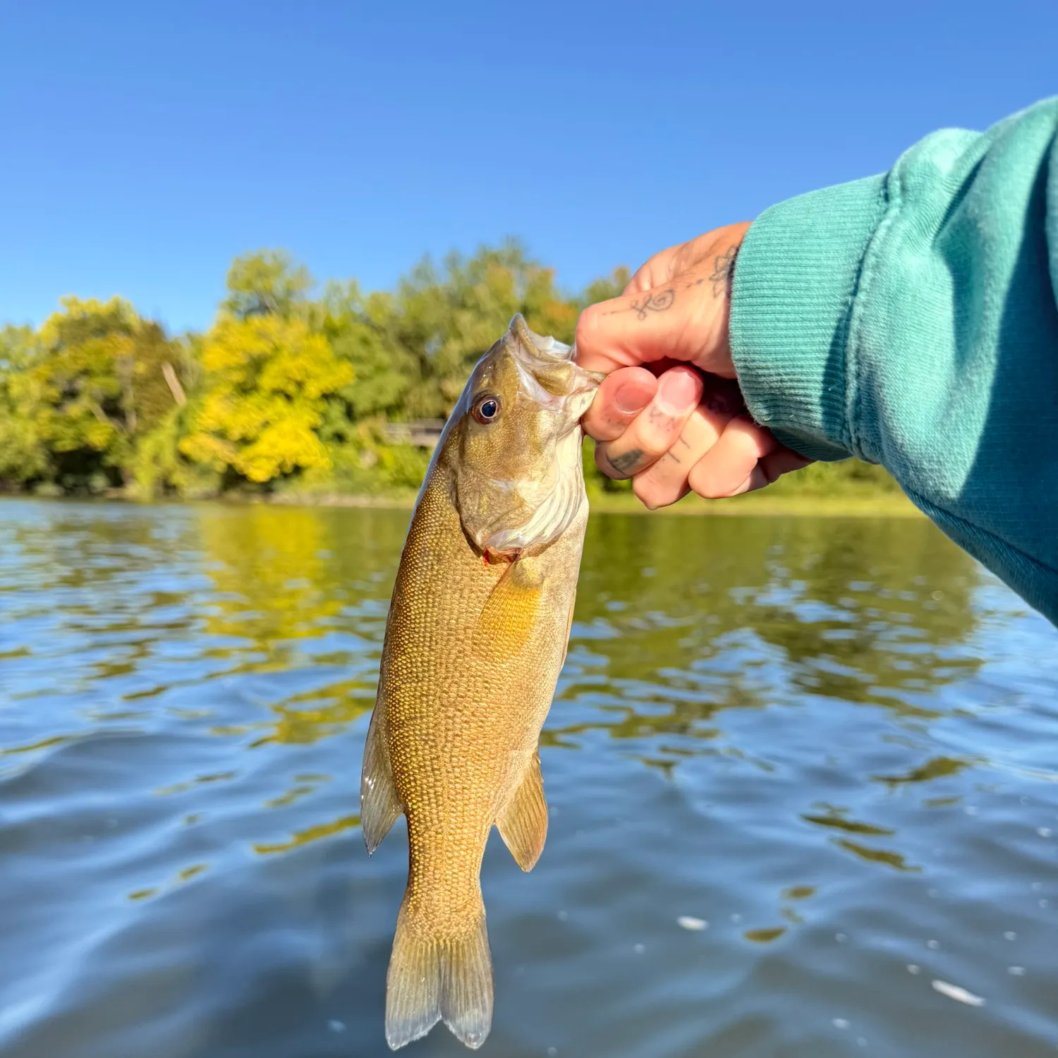 Smallmouth bass caught on Fishbrain