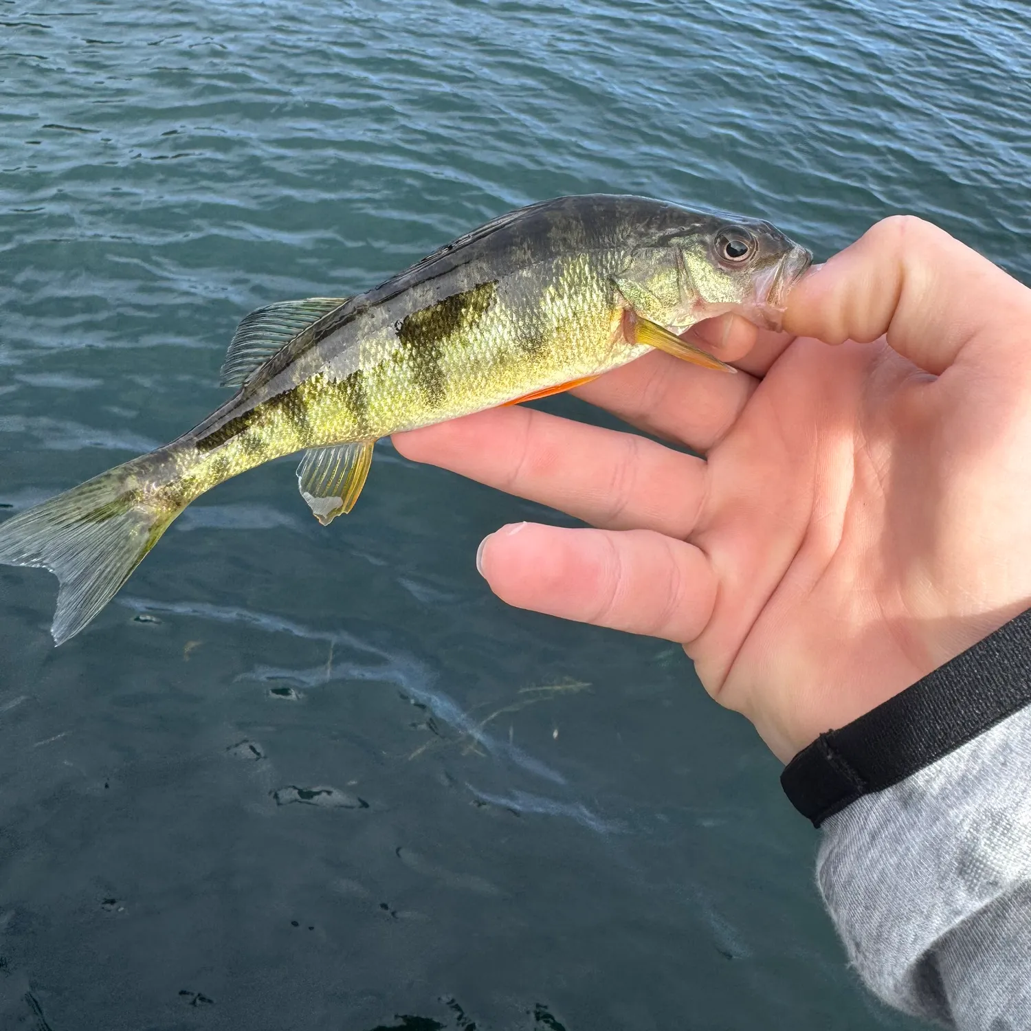 Pumpkinseed caught on Fishbrain