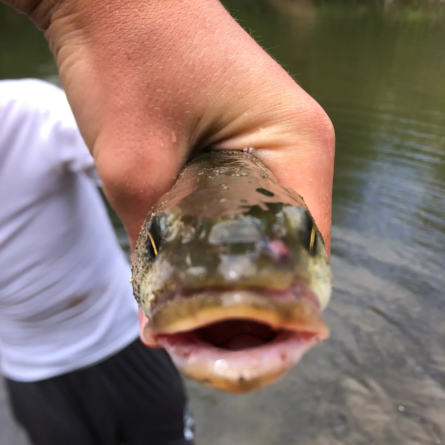 The most recent Sacramento pikeminnow catches on Fishbrain