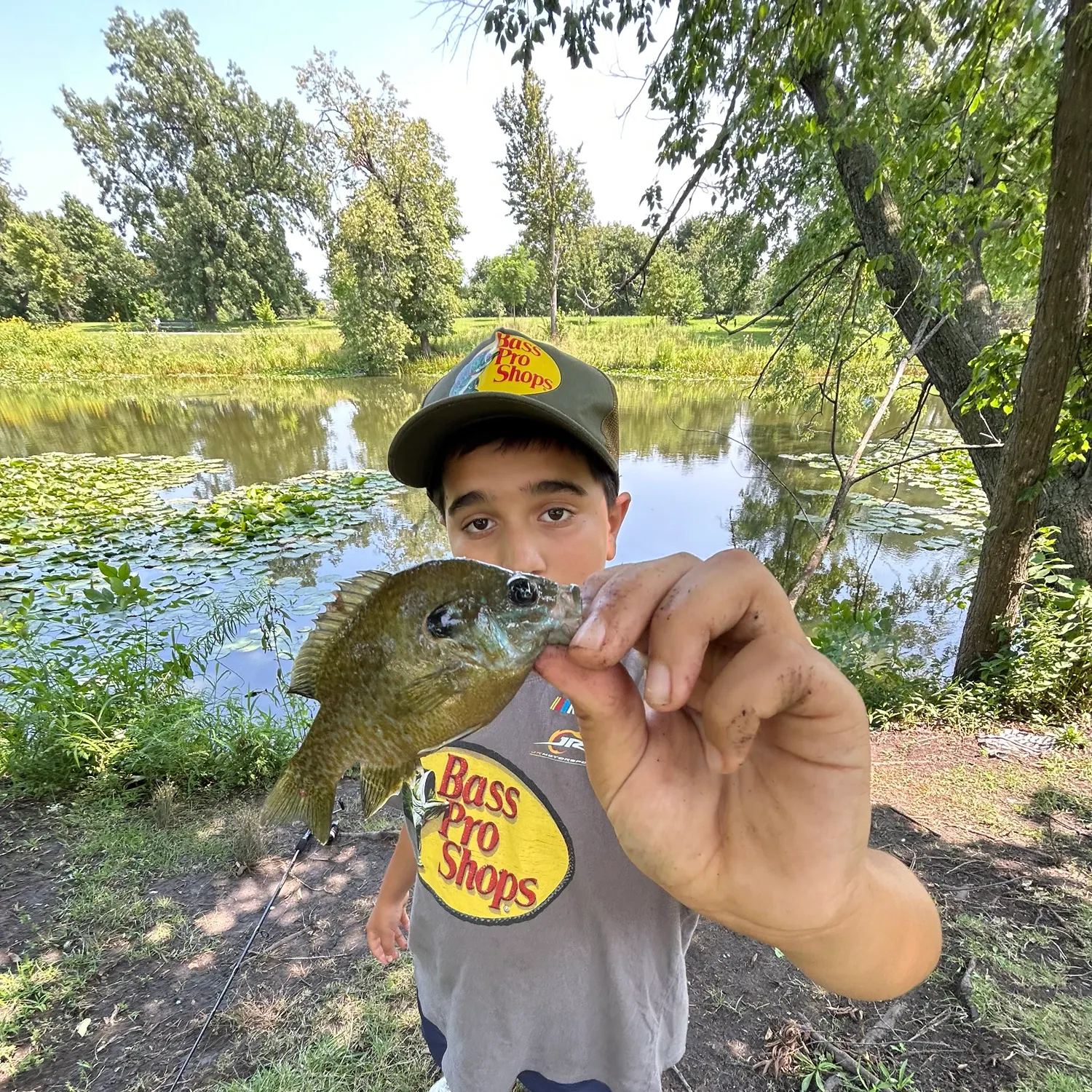 Green sunfish caught on Fishbrain