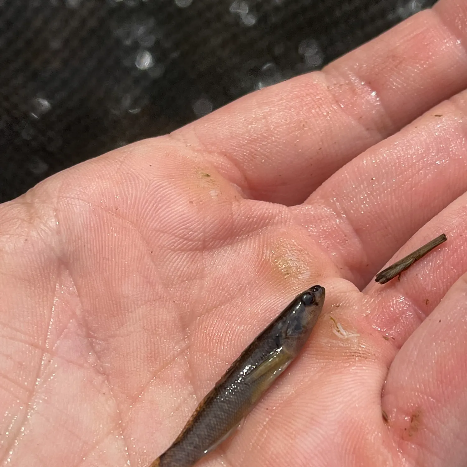 The most popular recent Fantail darter catch on Fishbrain