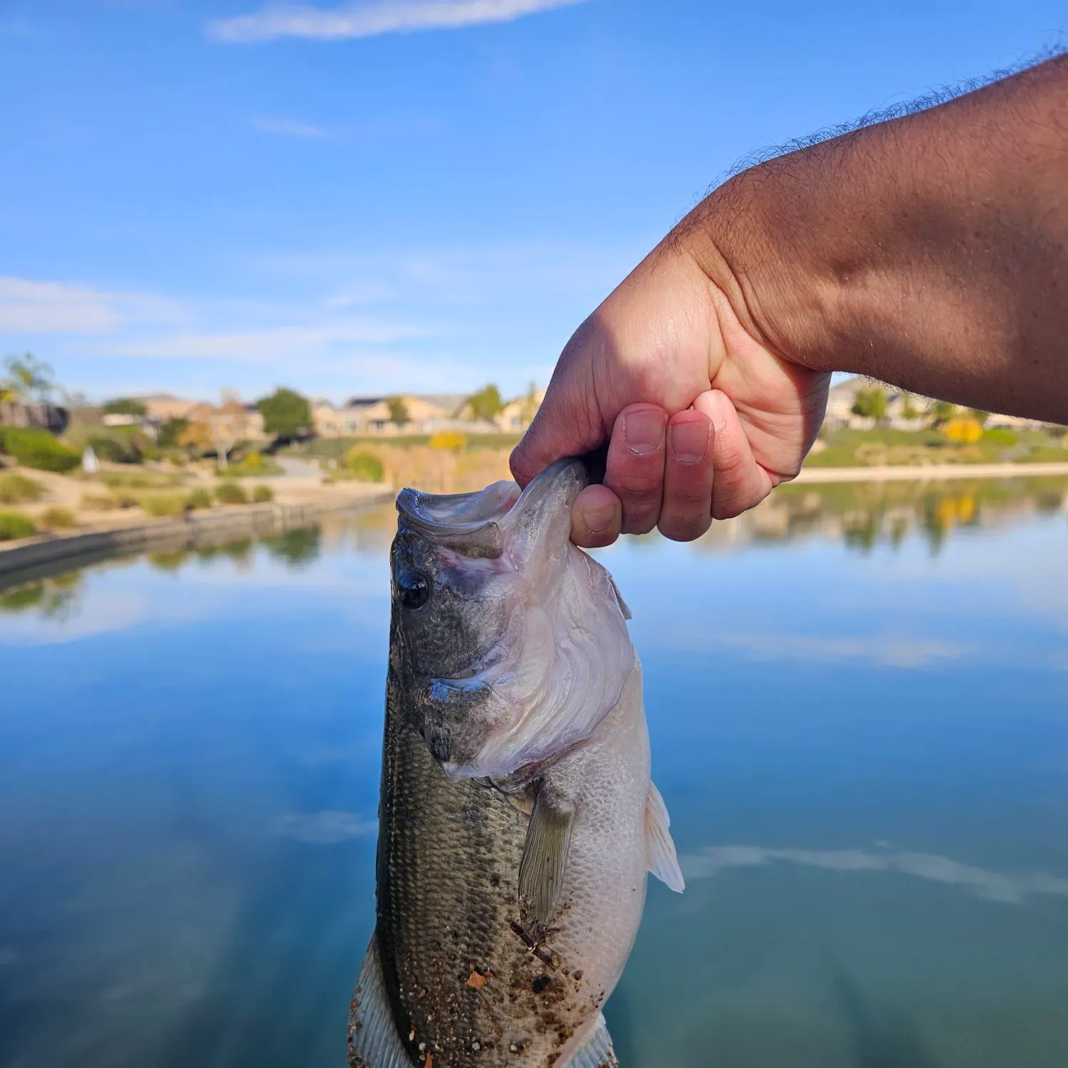 The most recent Largemouth bass catches on Fishbrain