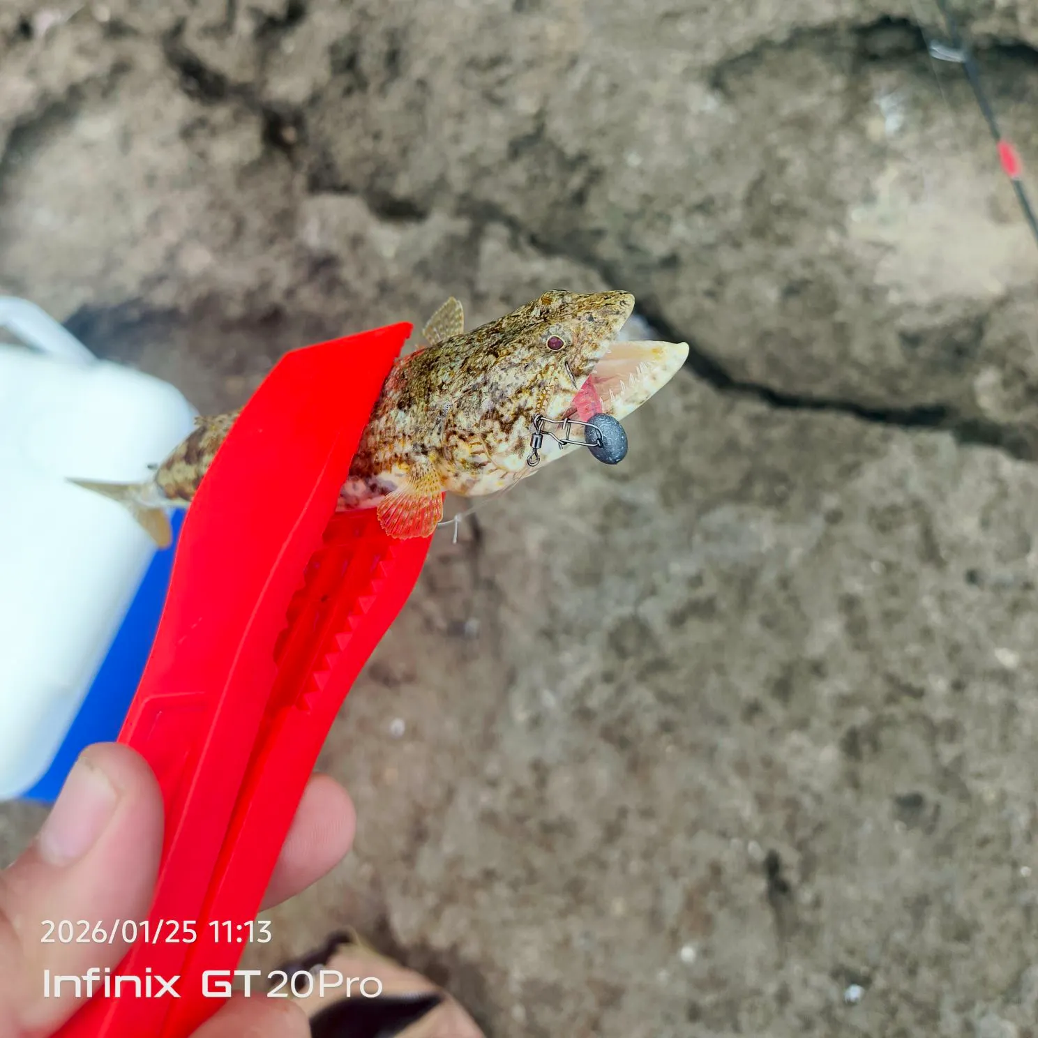 The most recent Atlantic lizardfish catches on Fishbrain