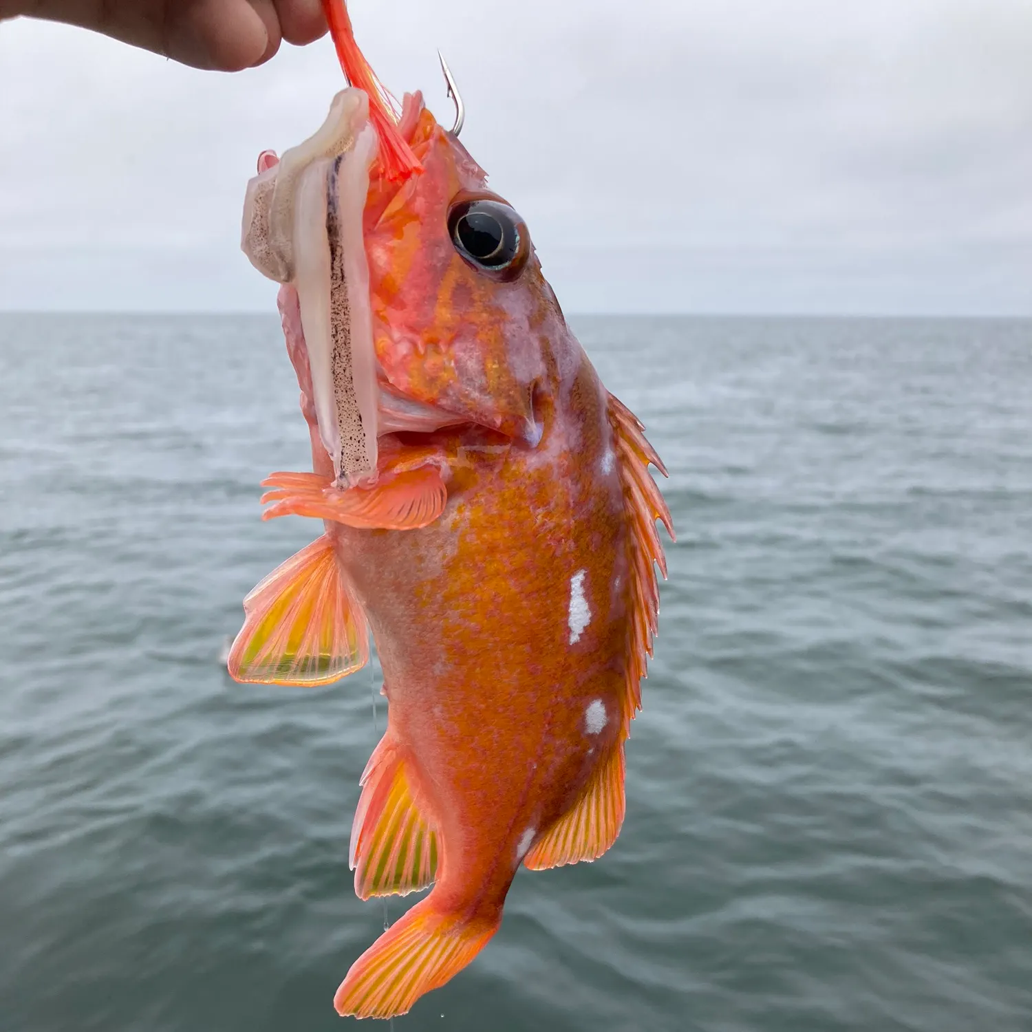 The most recent Rosy rockfish catches on Fishbrain
