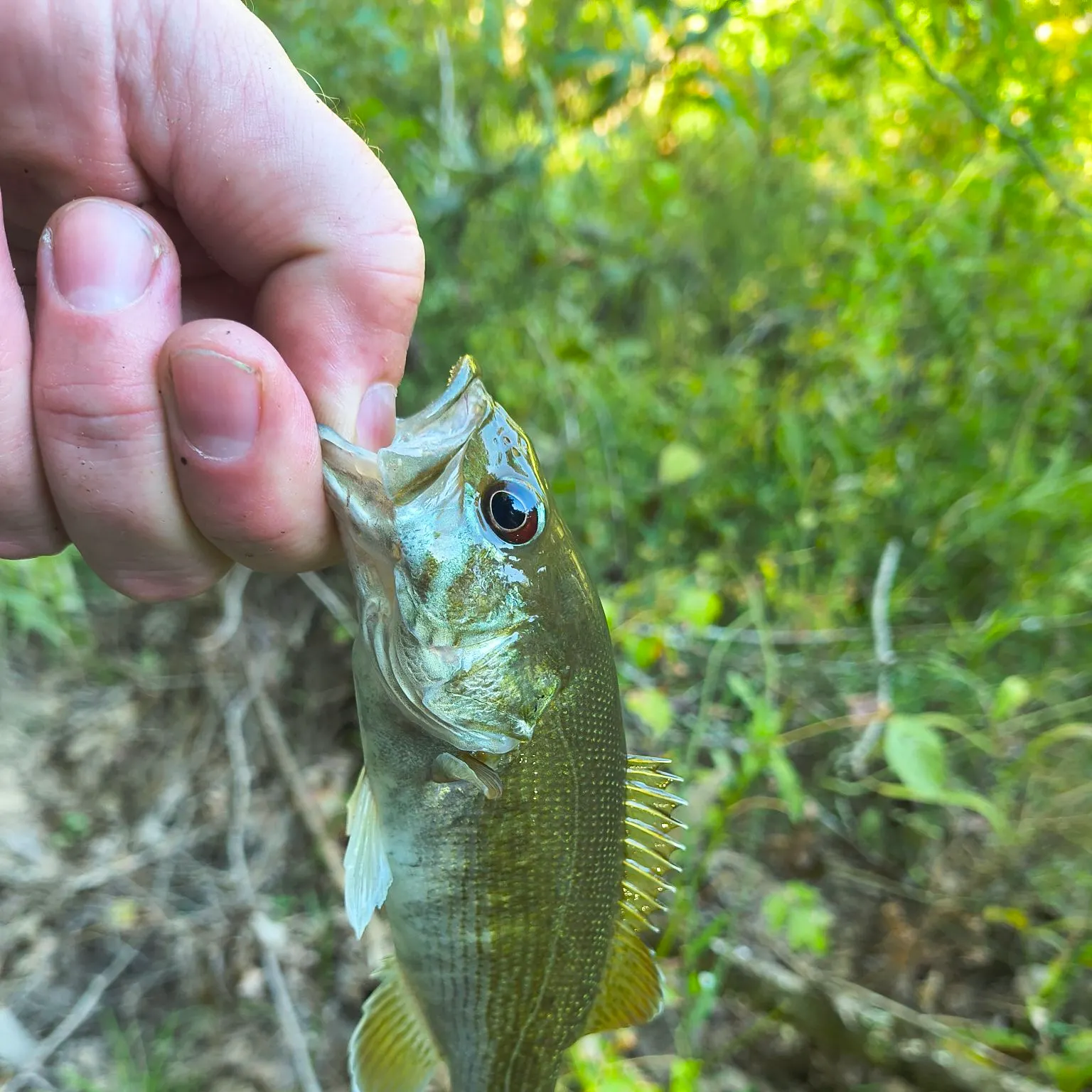 Redeye bass caught on Fishbrain