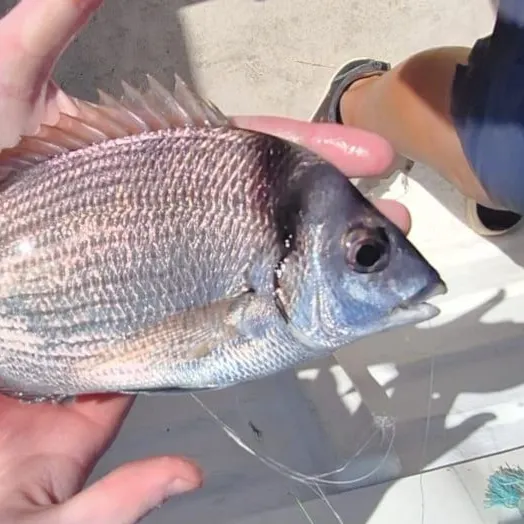 The most recent Common two-banded seabream catches on Fishbrain