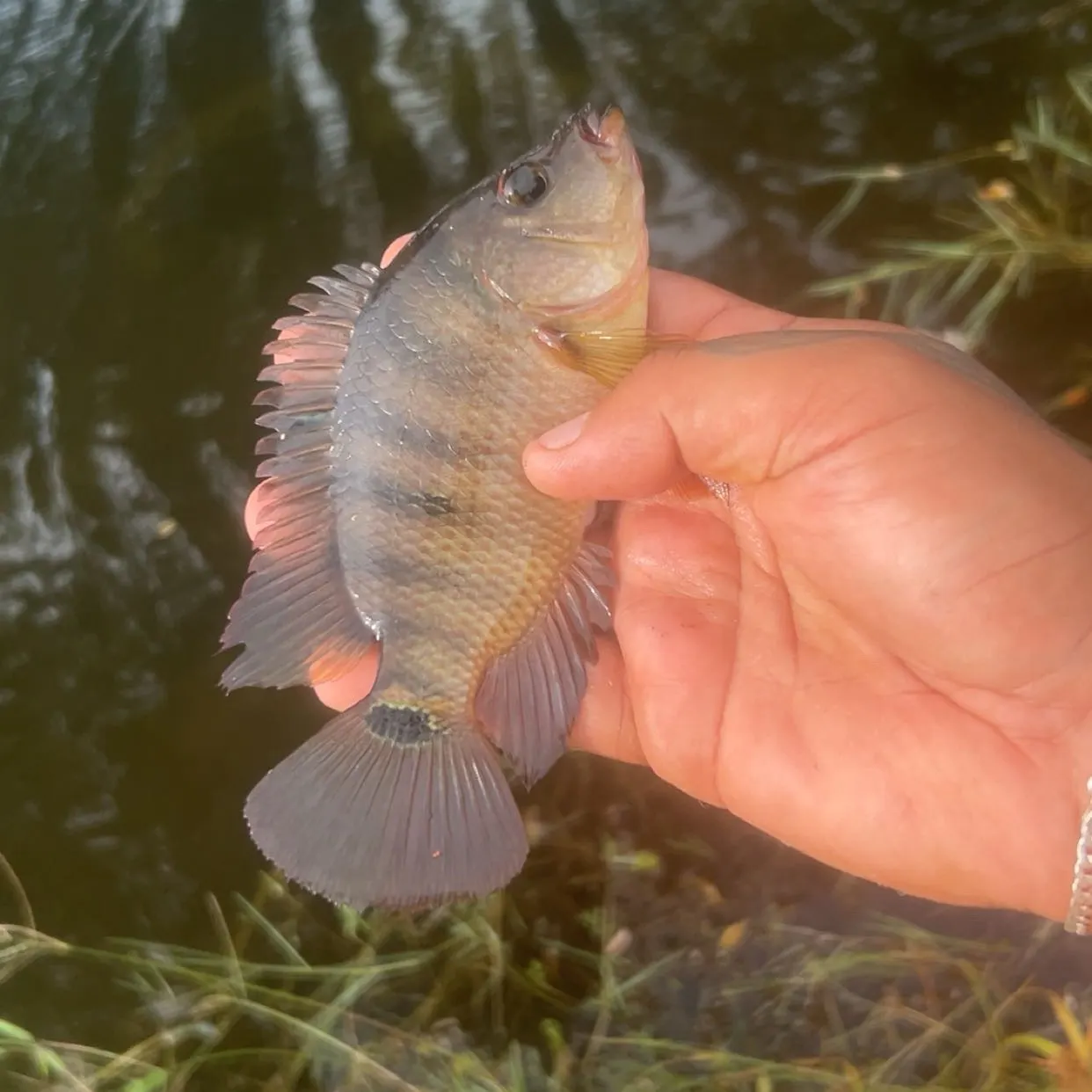 Mayan cichlid caught on Fishbrain
