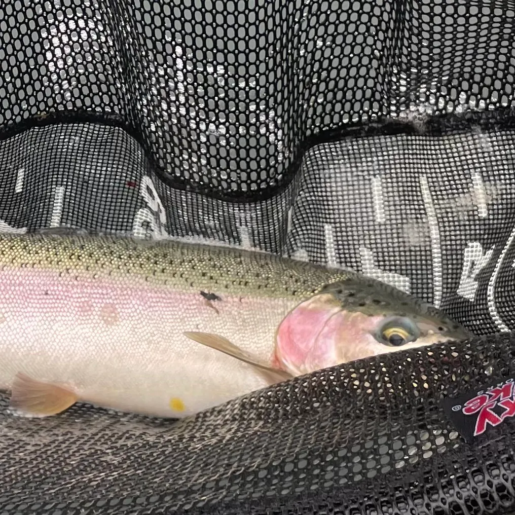 Rainbow trout caught on Fishbrain