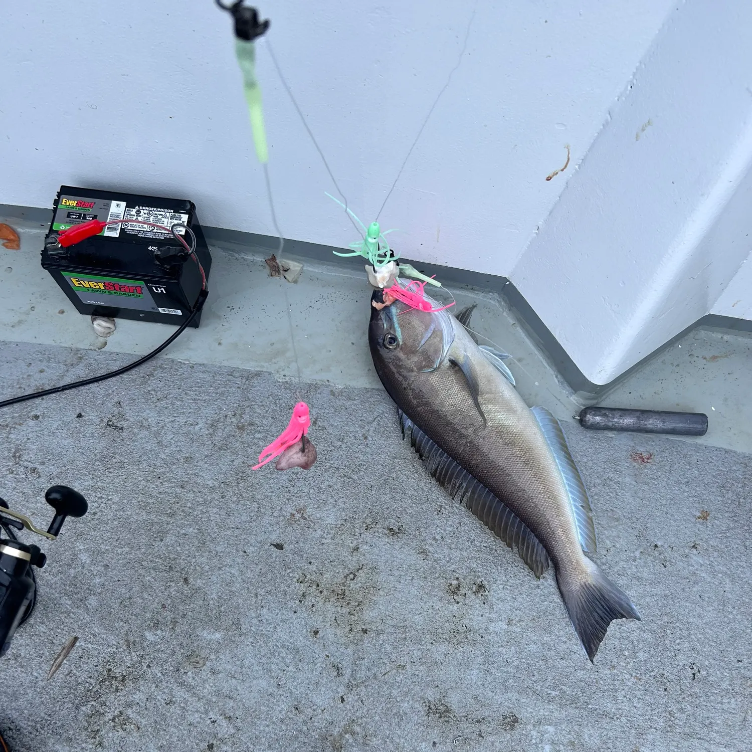 The most recent Great northern tilefish catches on Fishbrain