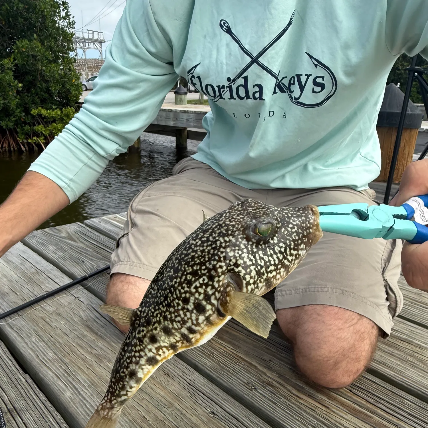 Southern puffer caught on Fishbrain