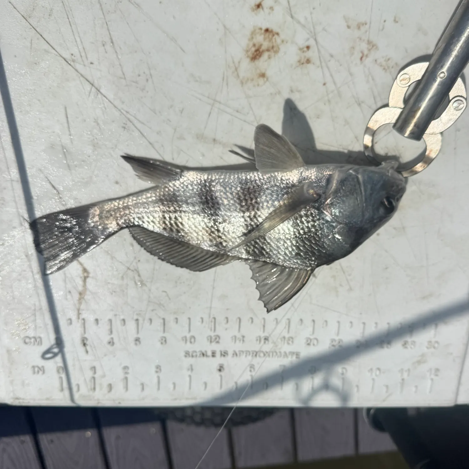 Black drum caught on Fishbrain