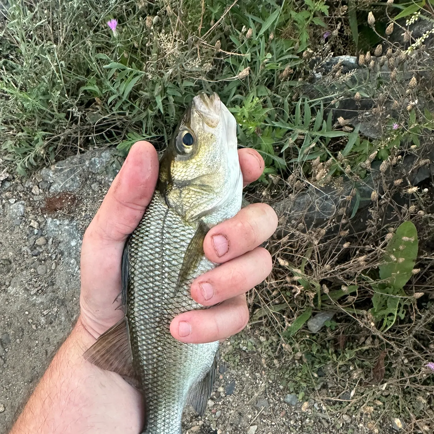 White perch caught on Fishbrain
