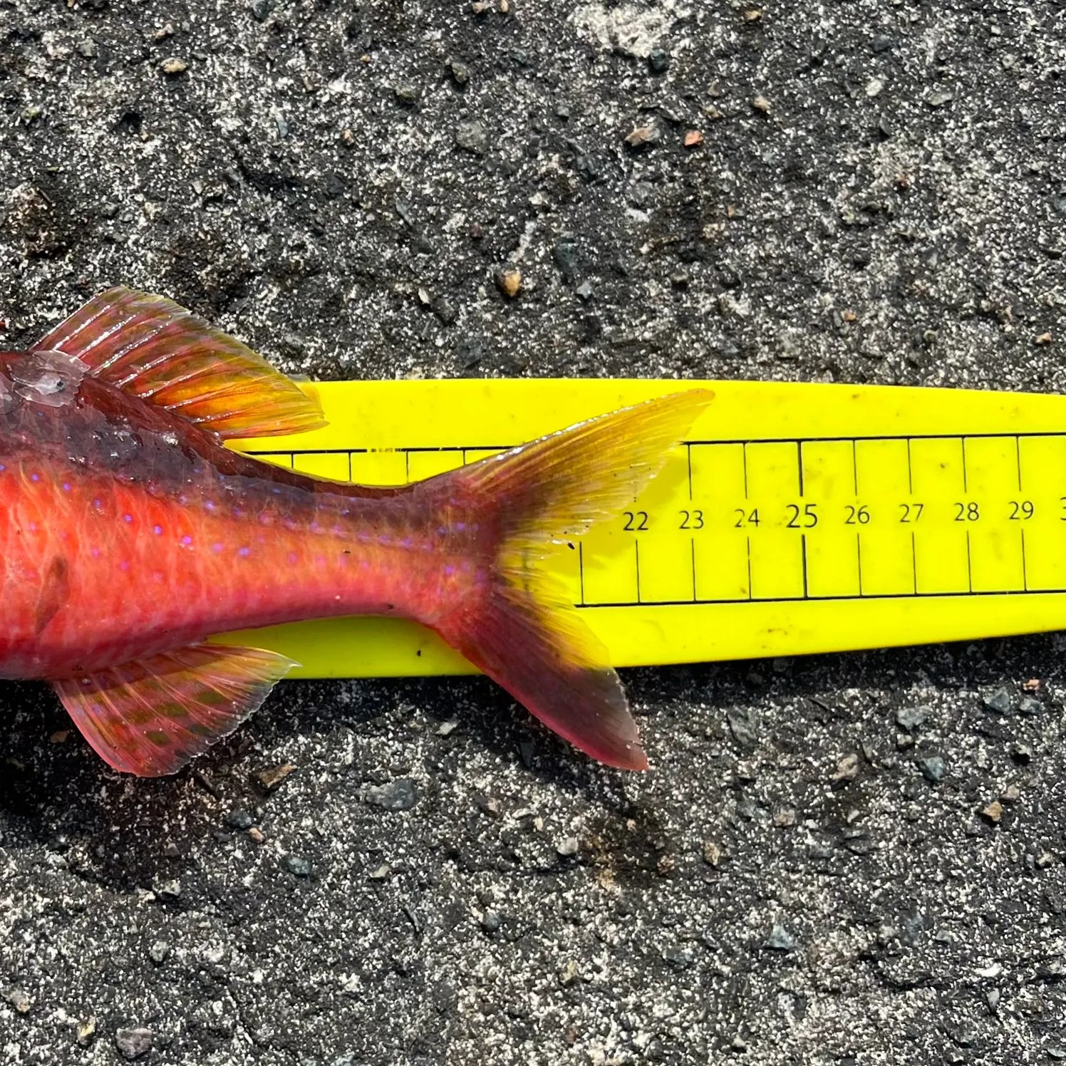 The most recent Red mullet catches on Fishbrain