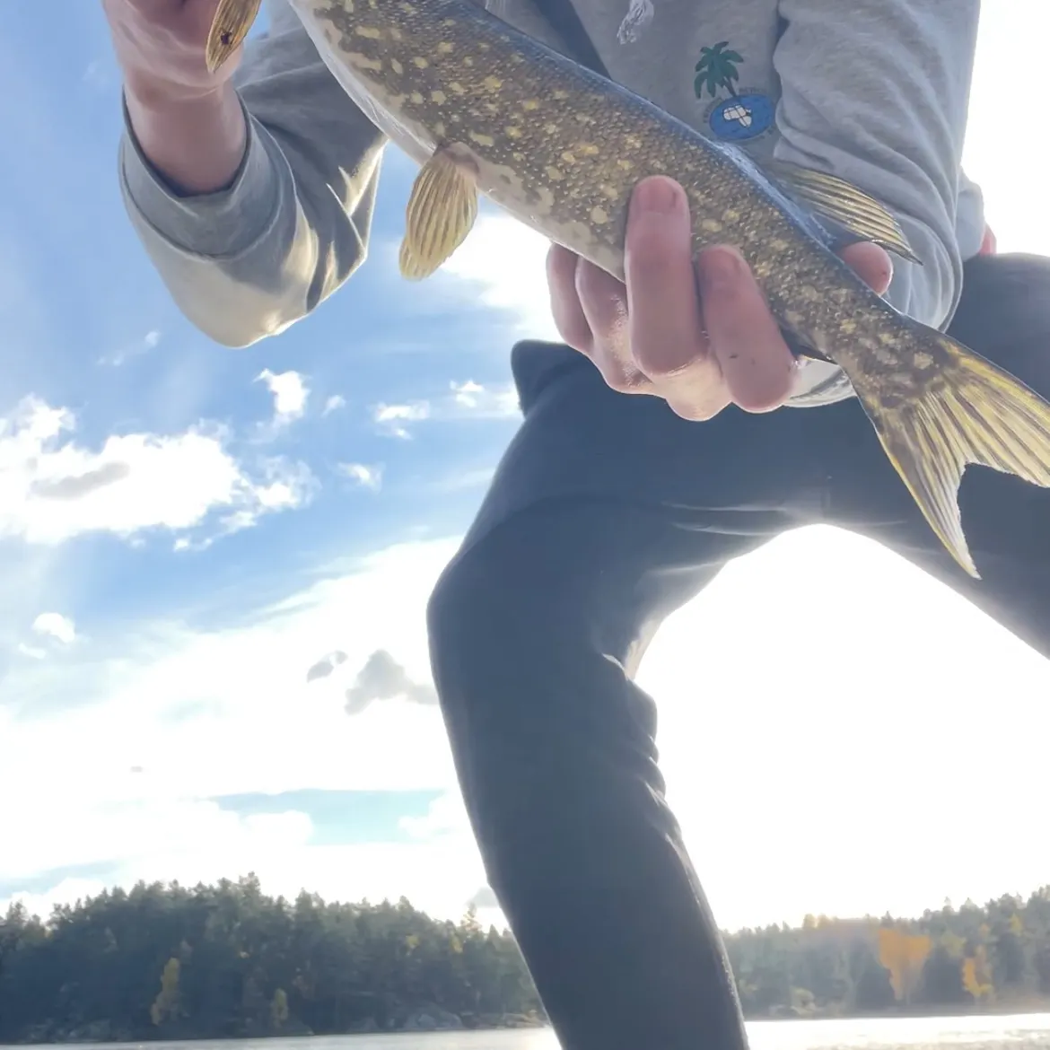 Northern pike caught on Fishbrain