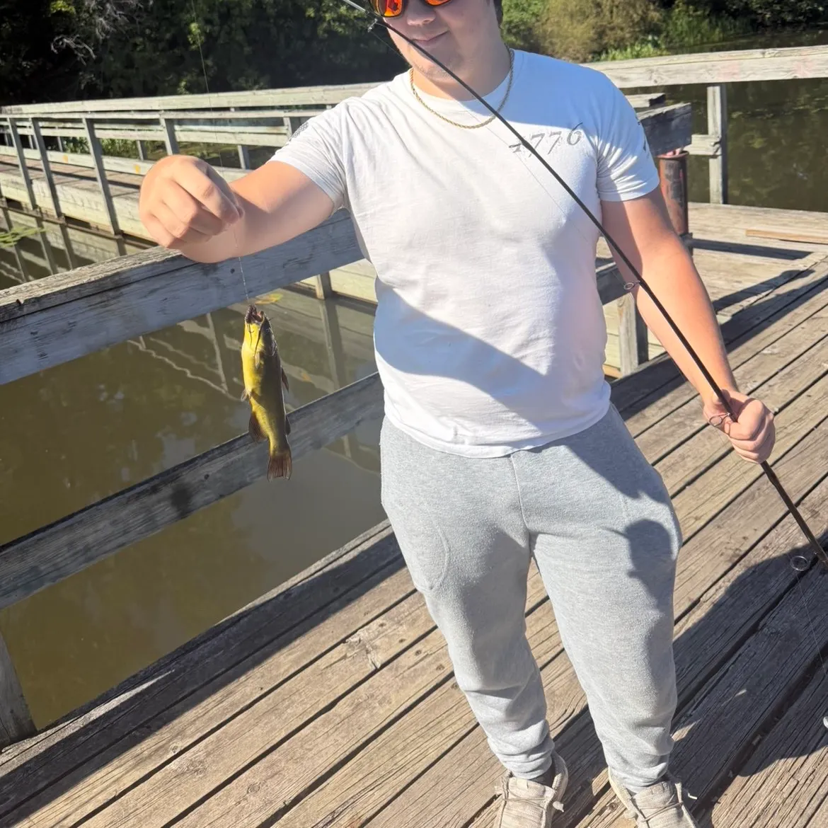 Yellow bullhead caught on Fishbrain