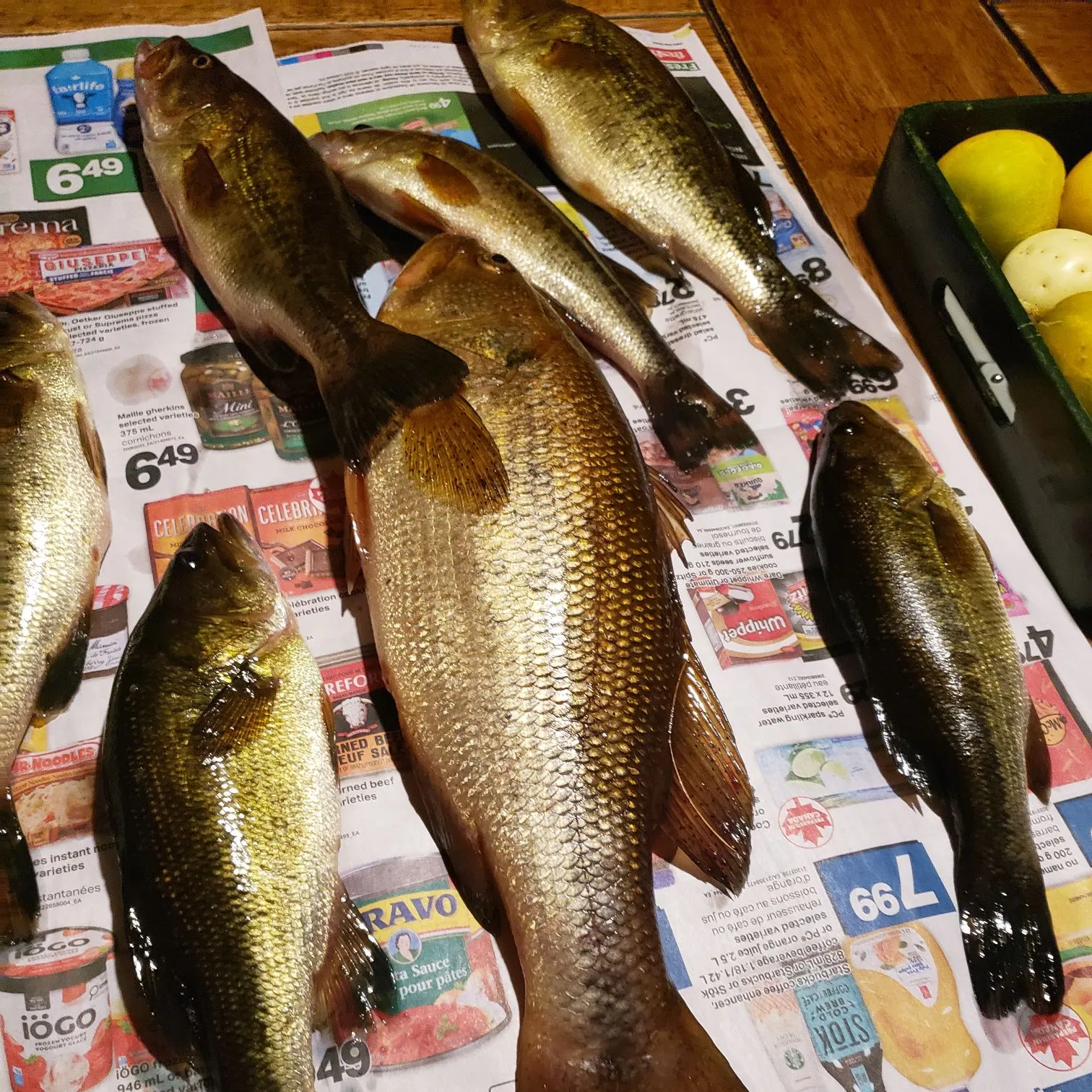 recently logged catches