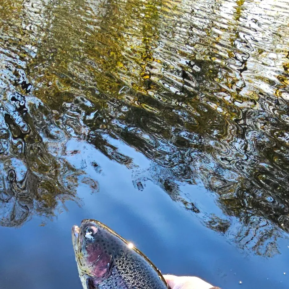 Rainbow trout caught on Fishbrain